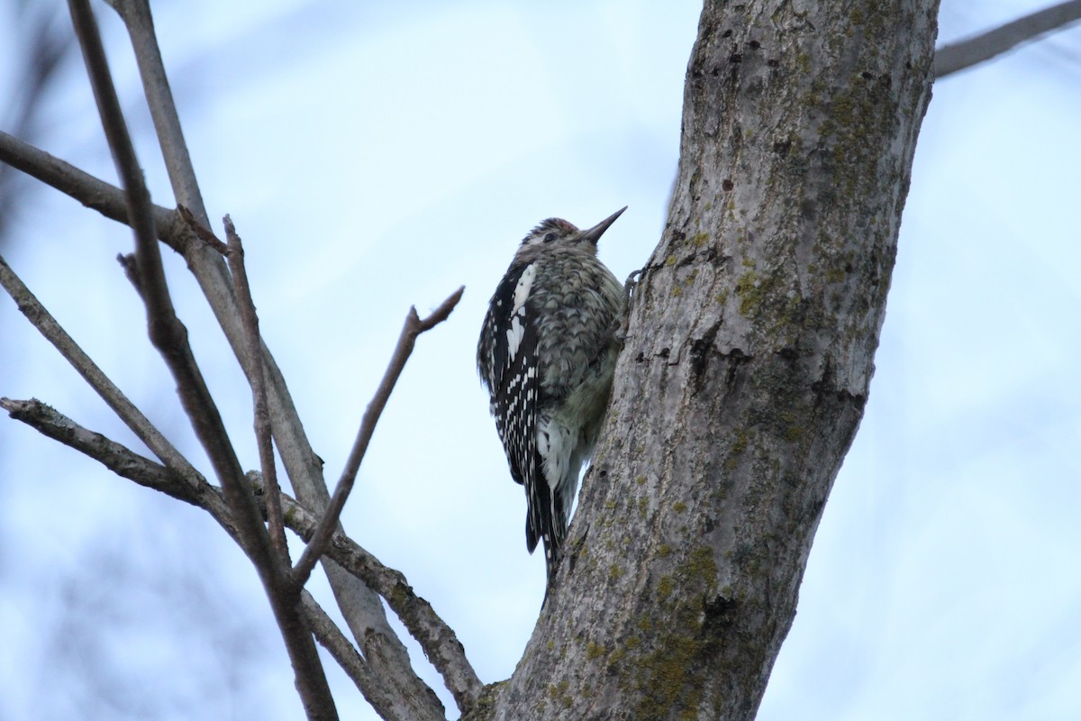 Yellow-bellied Sapsucker - ML646153240