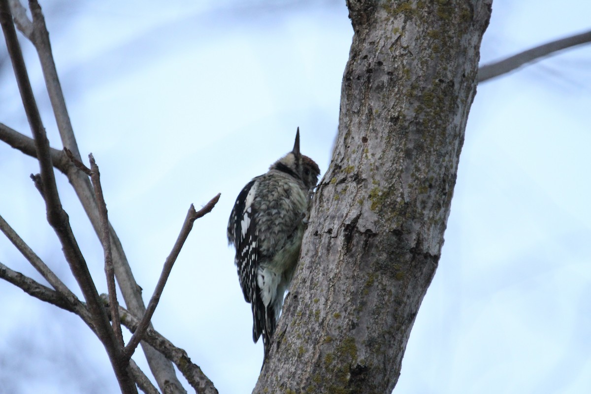 Yellow-bellied Sapsucker - ML646153241