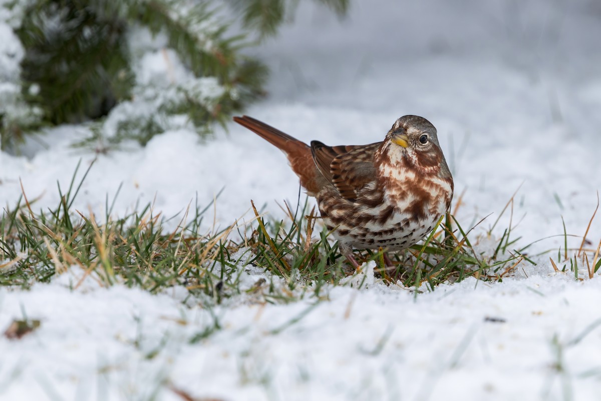 Fox Sparrow - ML646153242