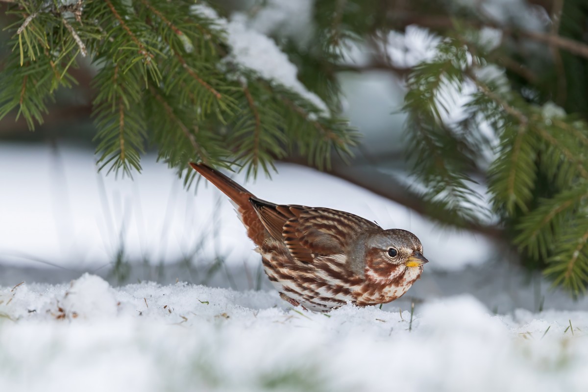 Fox Sparrow - ML646153243