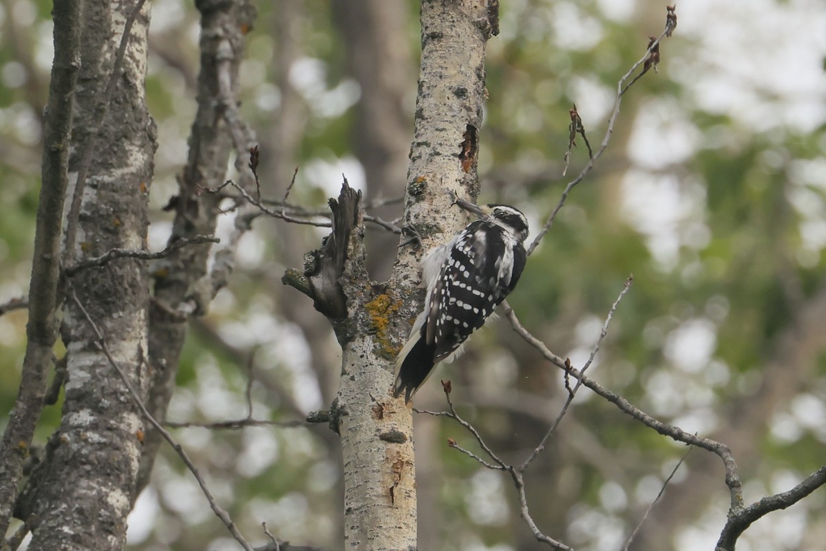 Hairy Woodpecker - ML646153244