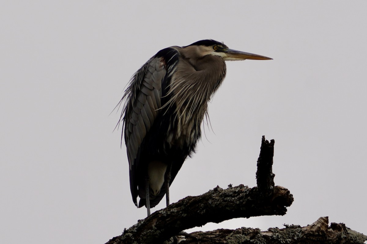 Great Blue Heron (Great Blue) - ML646153245