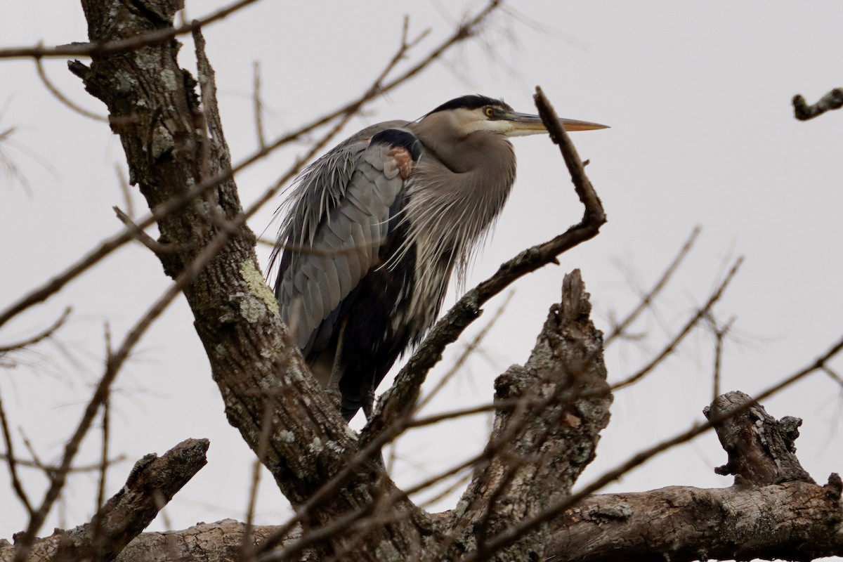 Great Blue Heron (Great Blue) - ML646153246
