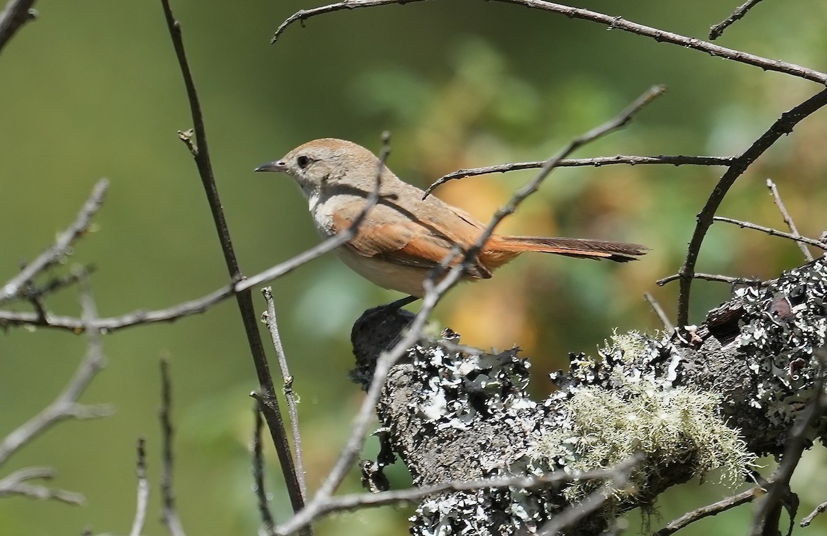 Rusty-vented Canastero - ML646153257