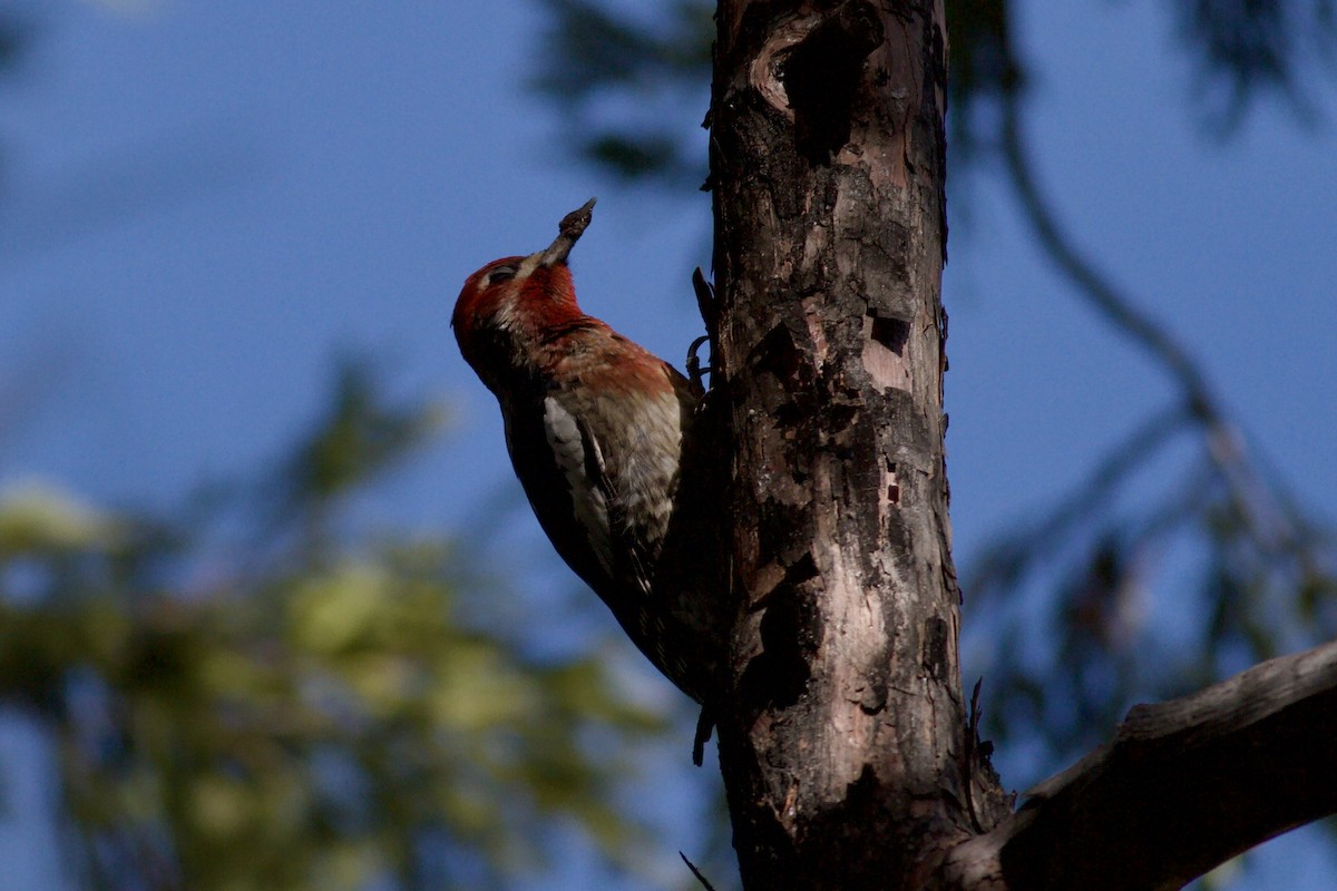 Red-breasted Sapsucker - ML646153259