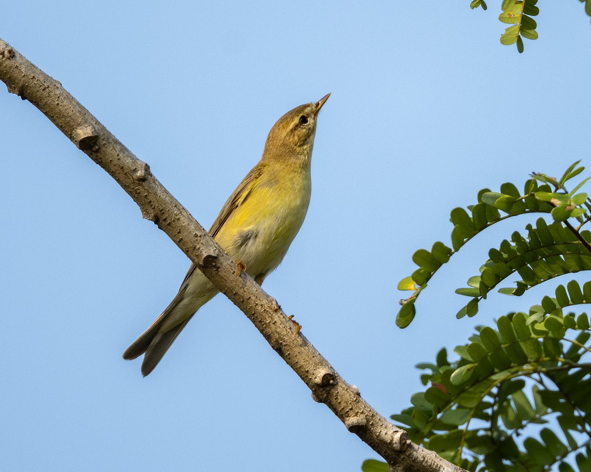 歐亞柳鶯 - ML646153262