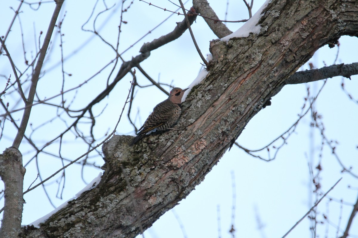 Northern Flicker - ML646153264