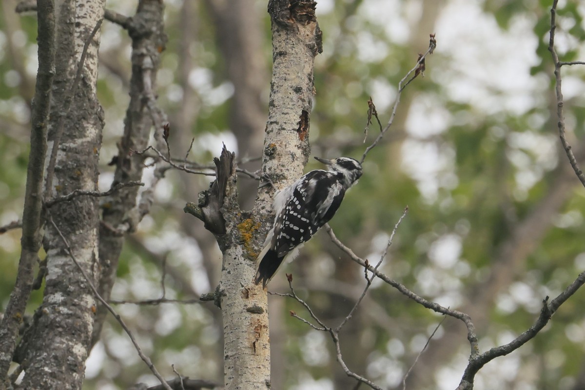 Hairy Woodpecker - ML646153266