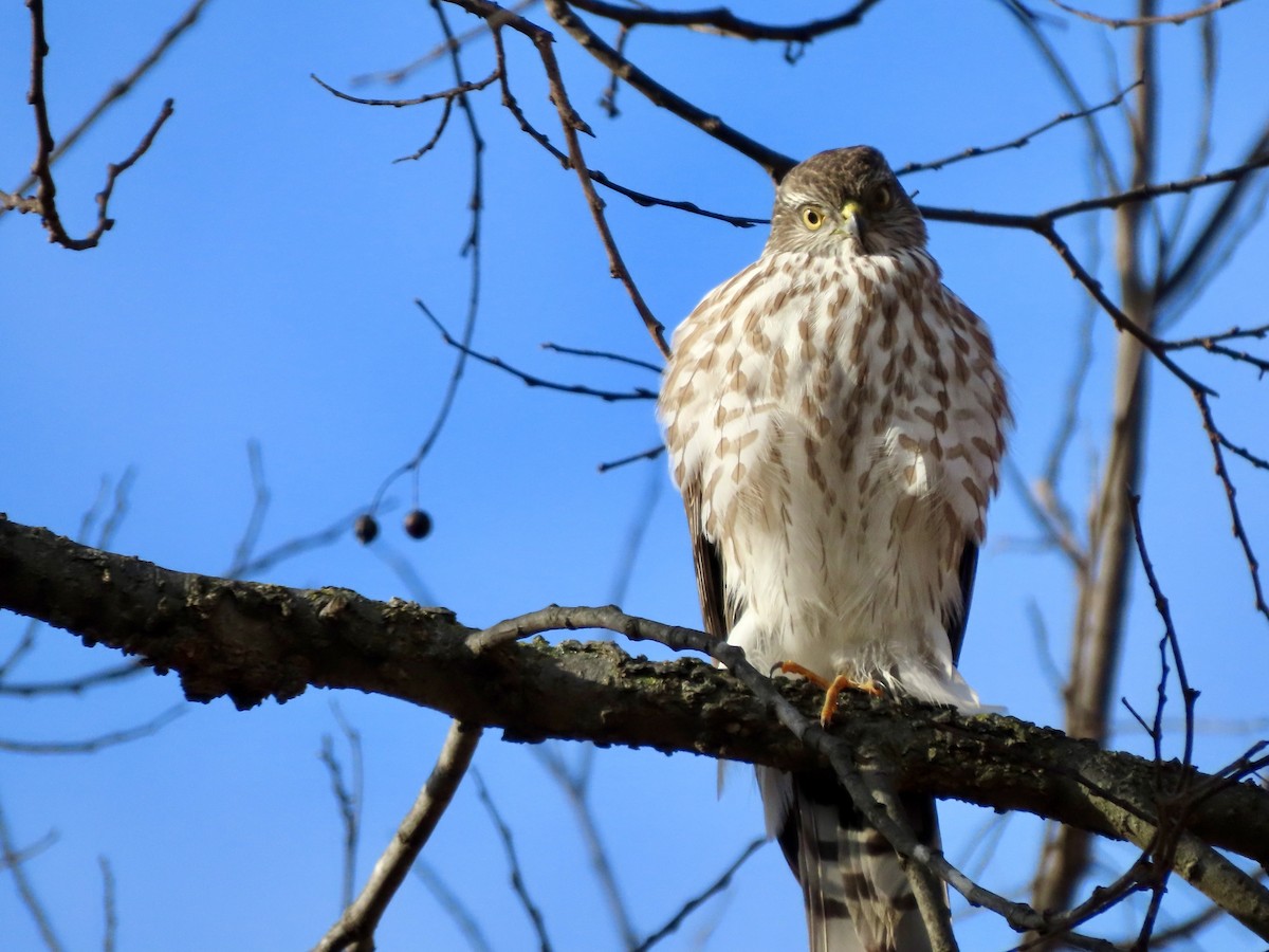 Sharp-shinned Hawk - ML646153267