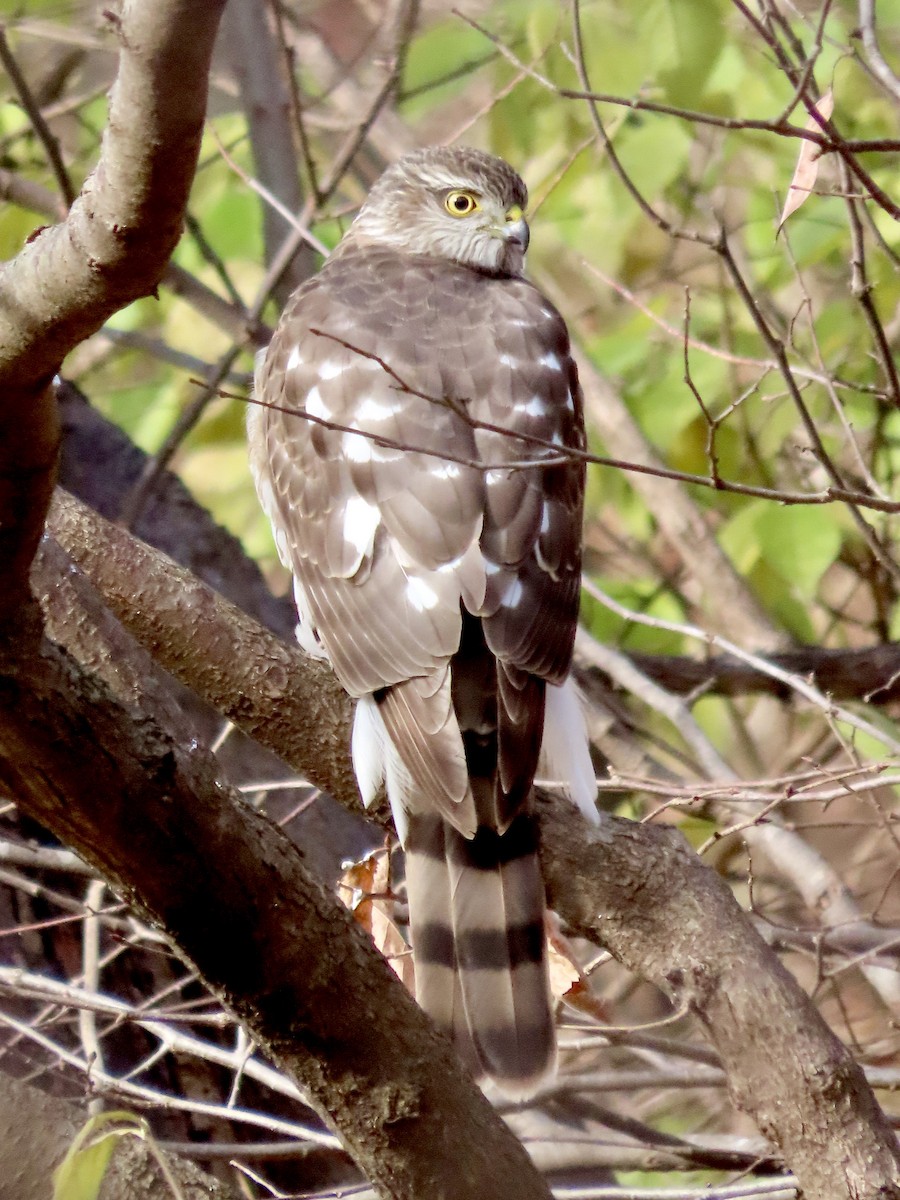 Sharp-shinned Hawk - ML646153268