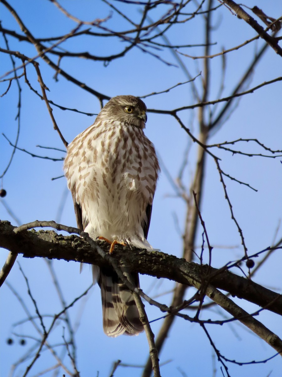 Sharp-shinned Hawk - ML646153269