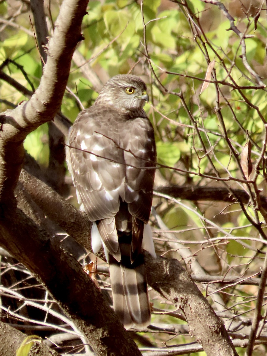 Sharp-shinned Hawk - ML646153270