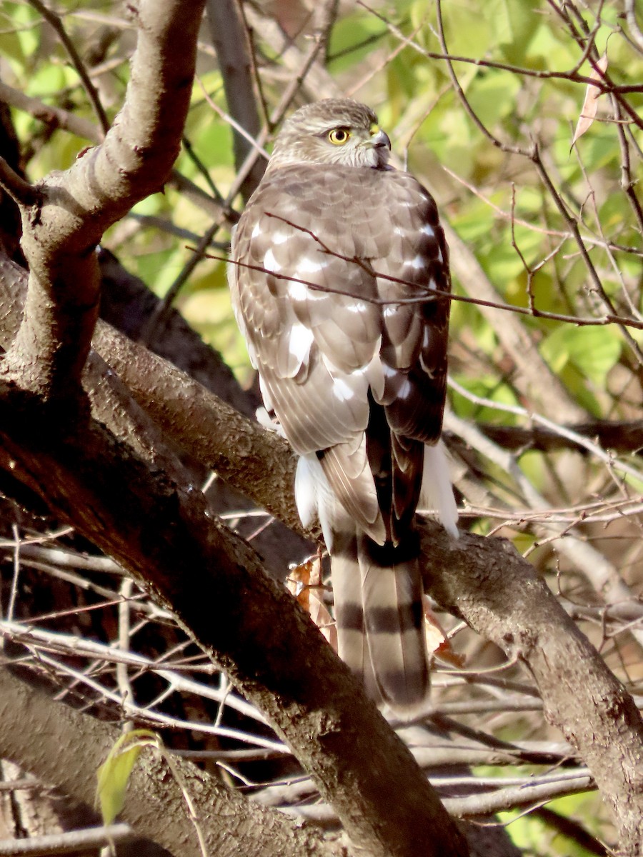 Sharp-shinned Hawk - ML646153271