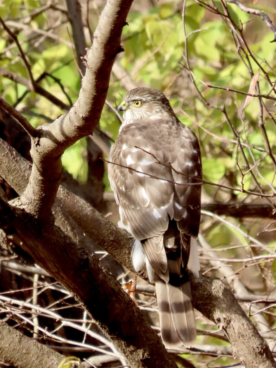 Sharp-shinned Hawk - ML646153272