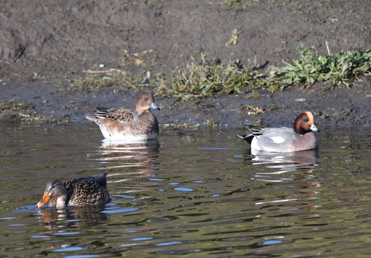 Eurasian Wigeon - ML646153274