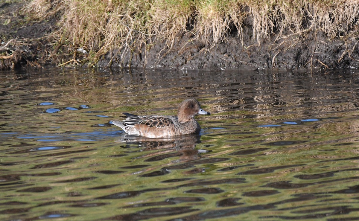 Eurasian Wigeon - ML646153275