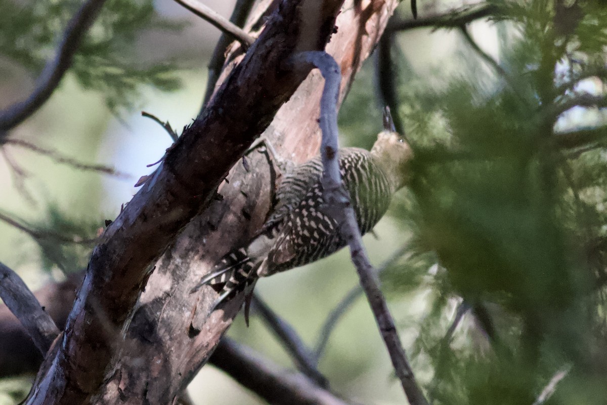 Williamson's Sapsucker - ML646153284