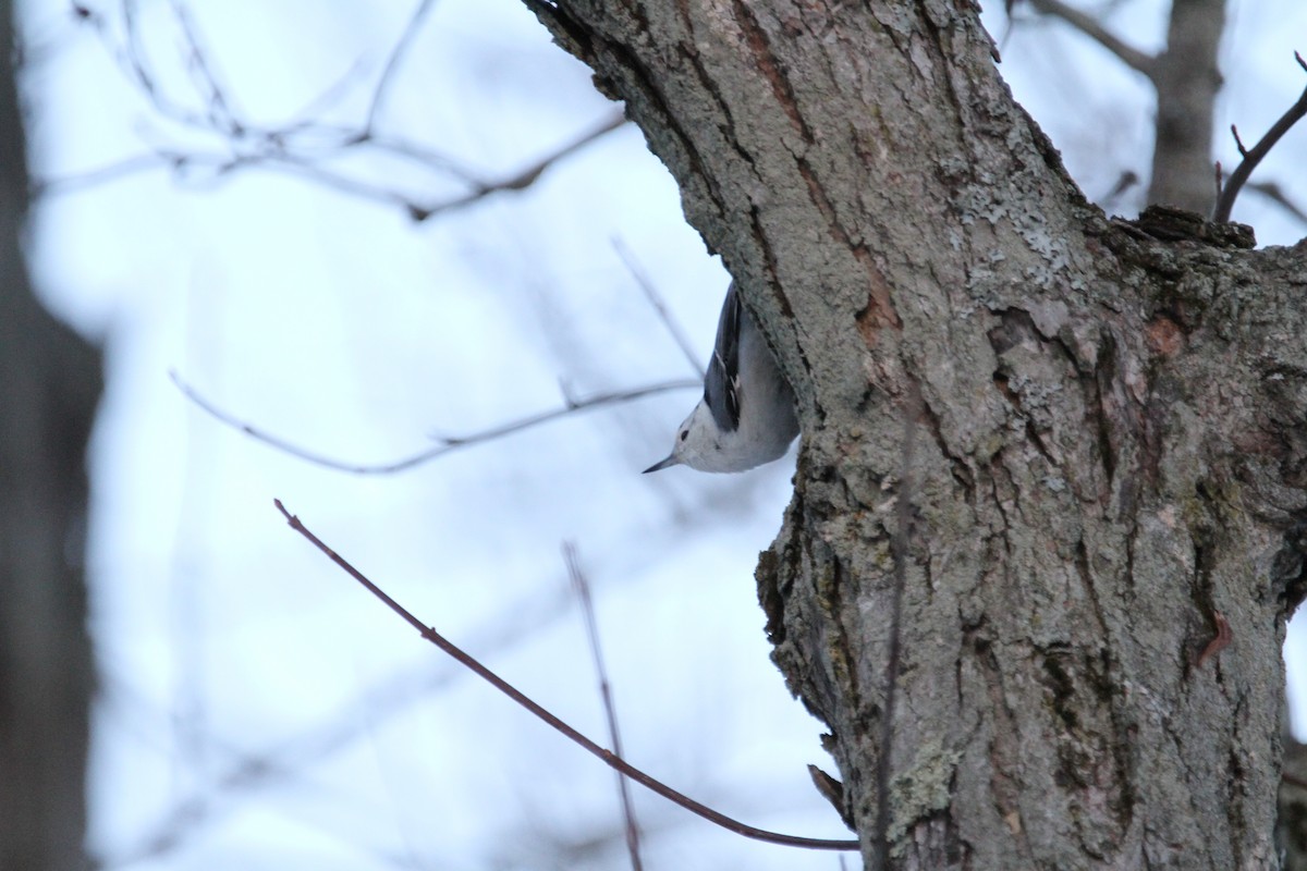 White-breasted Nuthatch - ML646153285