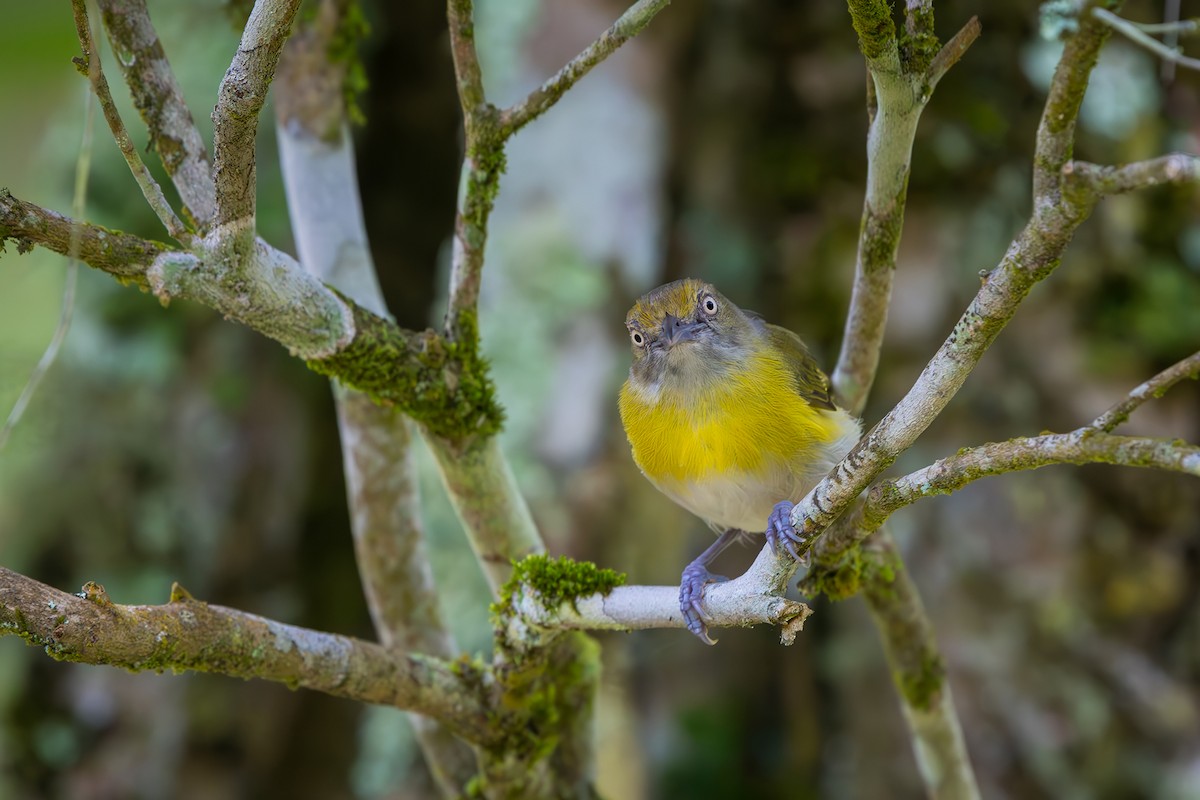 Lemon-chested Greenlet - ML646153292