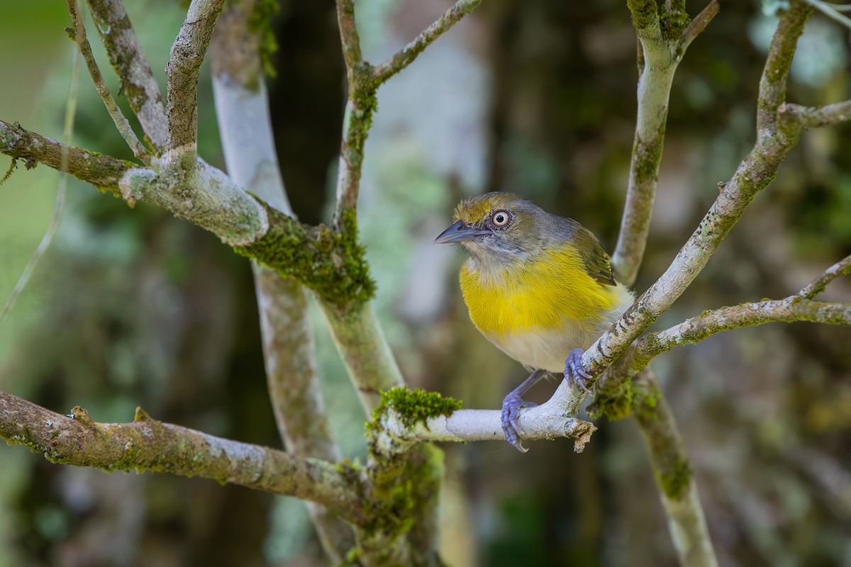 Lemon-chested Greenlet - ML646153293