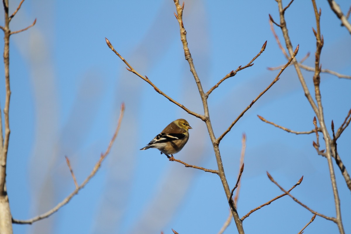 American Goldfinch - ML646153302
