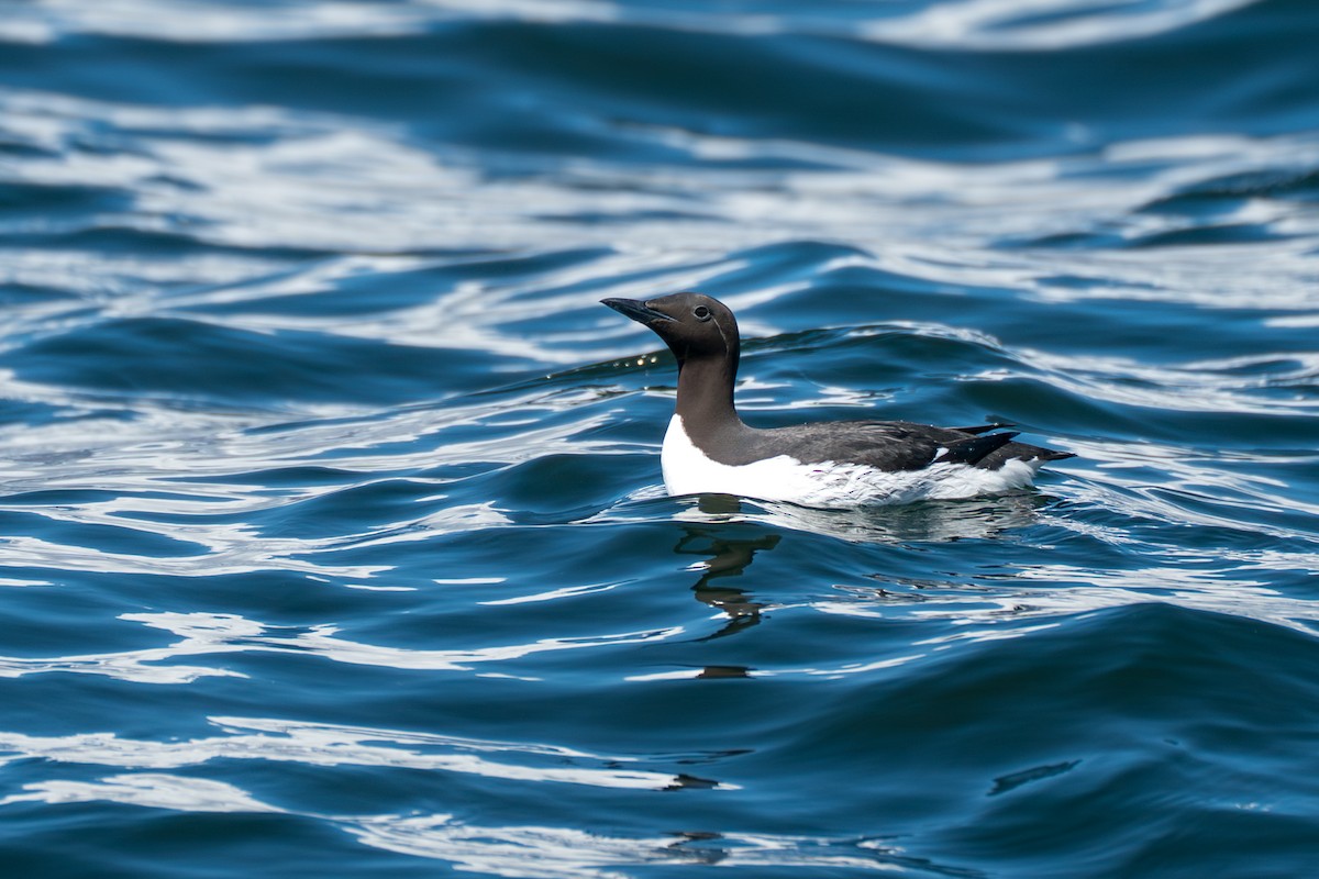 Common Murre - ML646153307