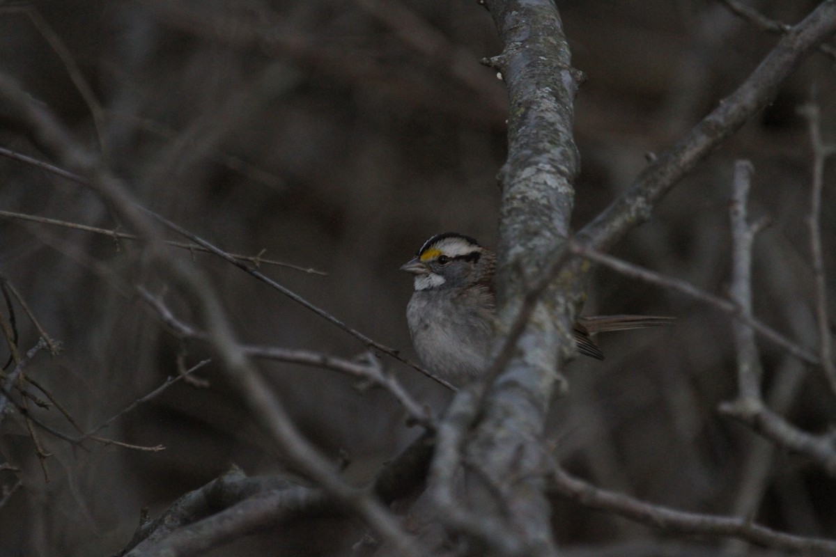 White-throated Sparrow - ML646153308