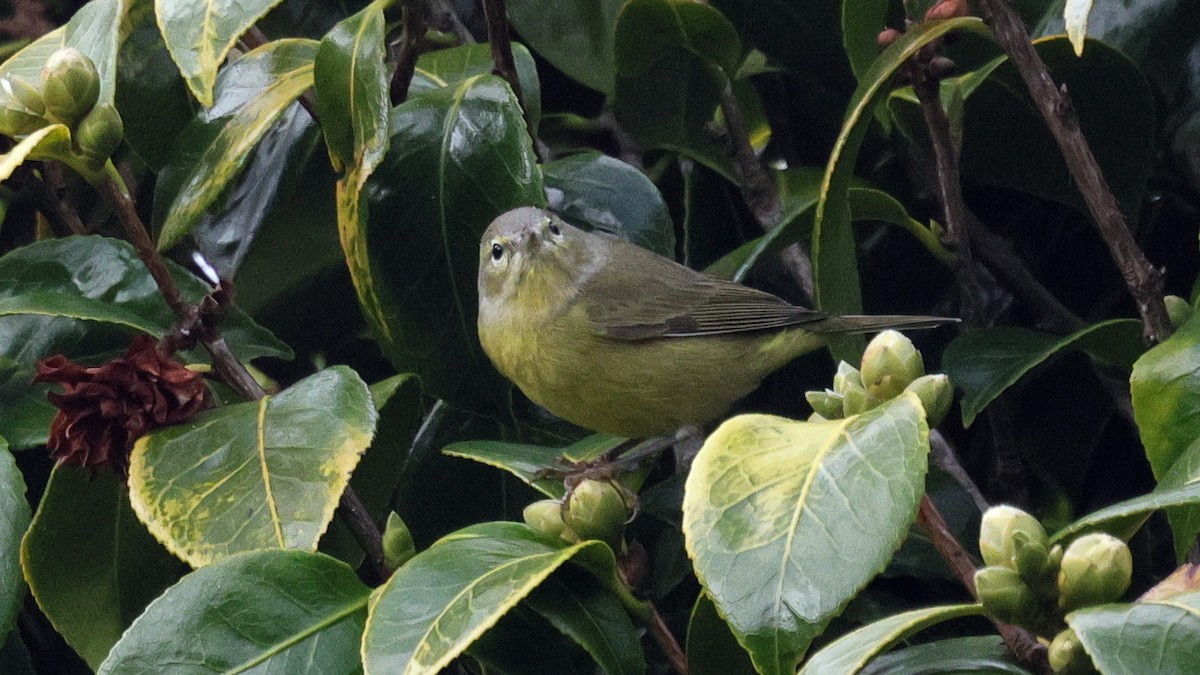 Paruline verdâtre (orestera) - ML646153310