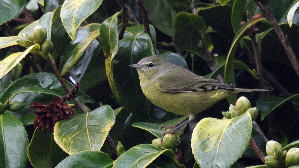 Paruline verdâtre (orestera) - ML646153311