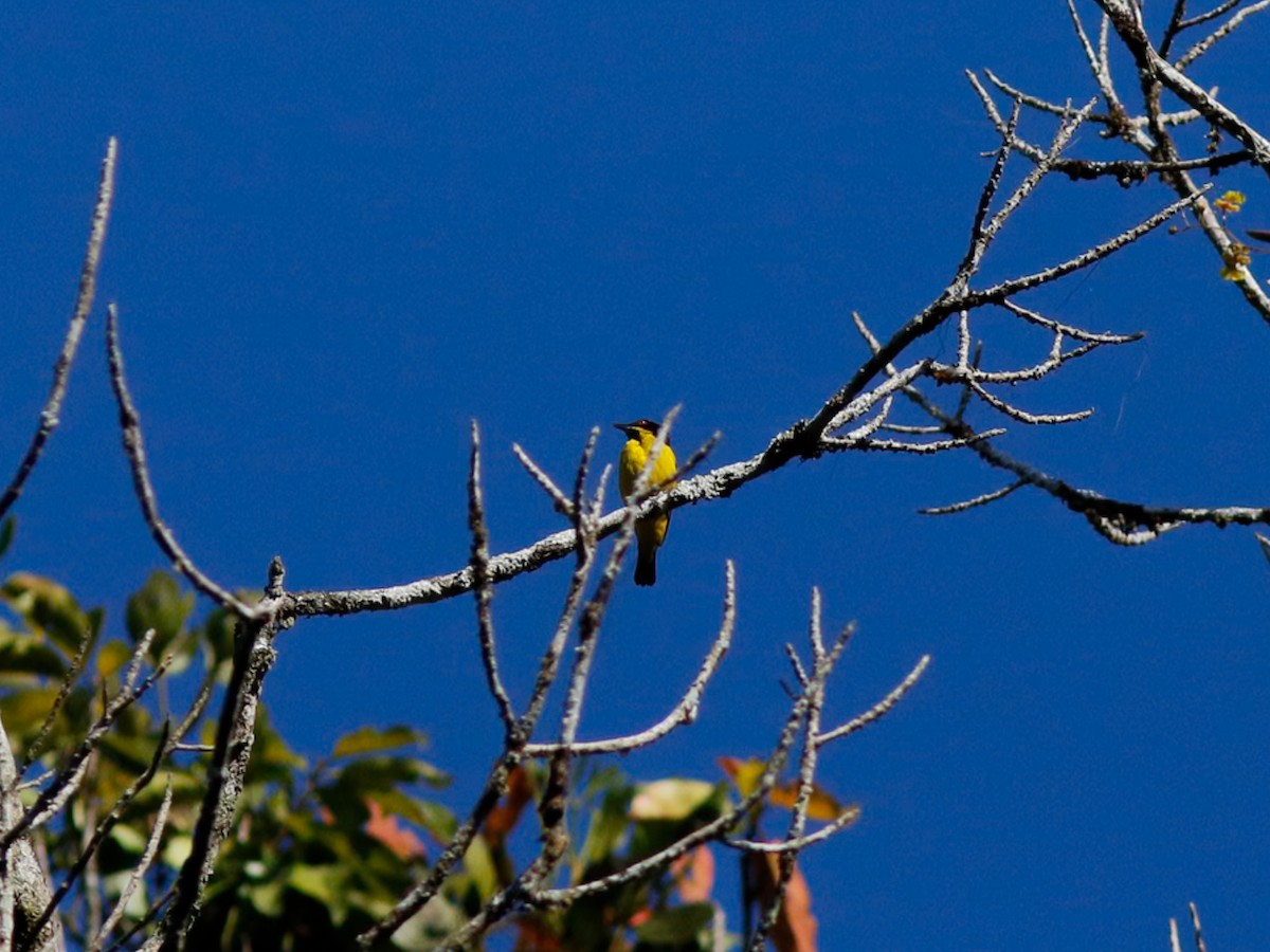 Yellow-bellied Dacnis - ML646153313
