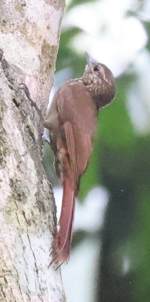 Wedge-billed Woodcreeper - ML646153317