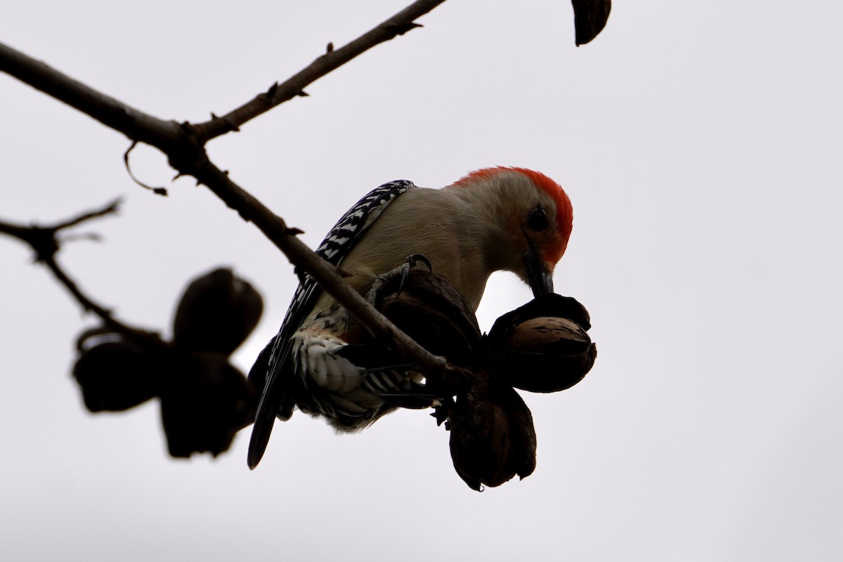 Red-bellied Woodpecker - ML646153318
