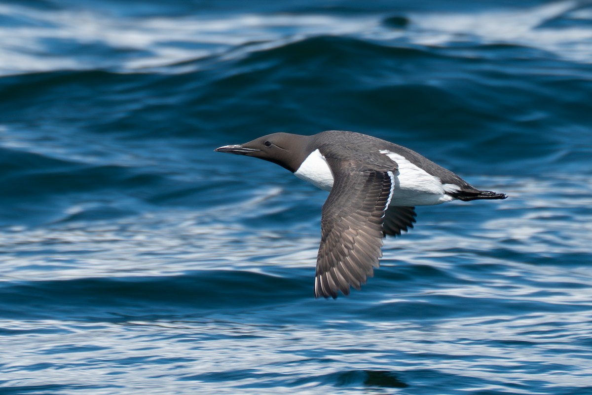 Common Murre - ML646153319