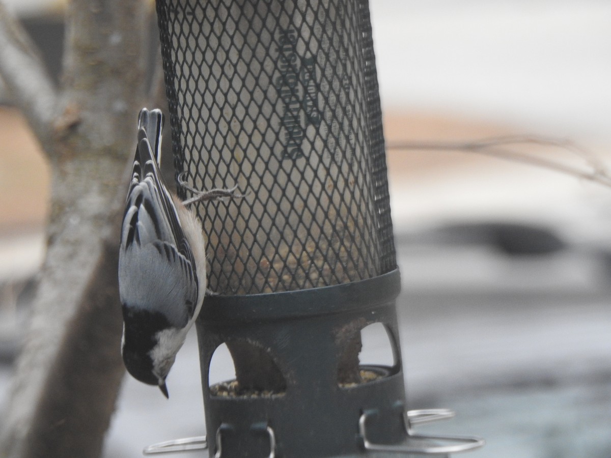 White-breasted Nuthatch - ML646153320