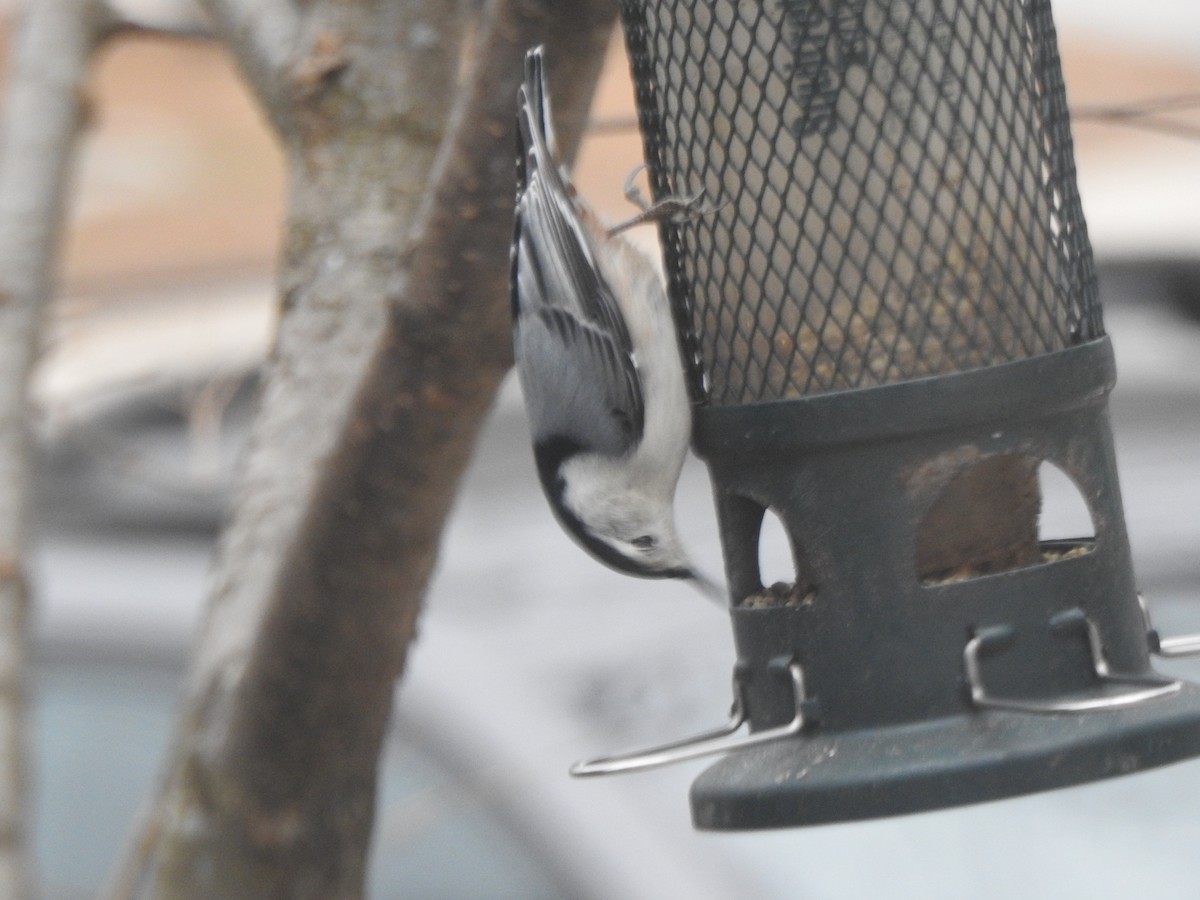 White-breasted Nuthatch - ML646153321