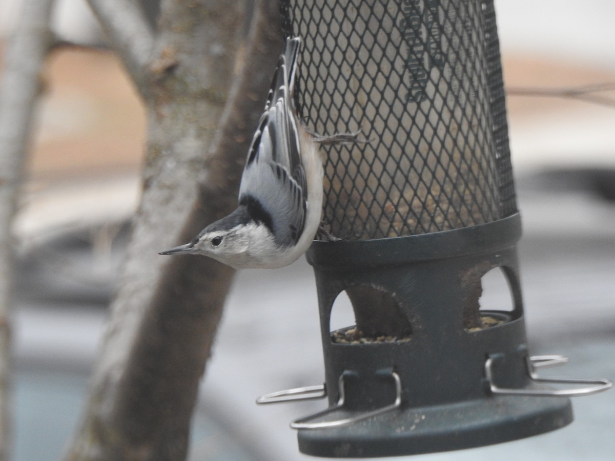 White-breasted Nuthatch - ML646153322