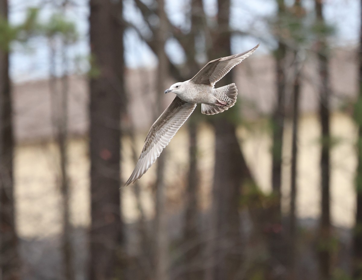 American Herring Gull - ML646153324