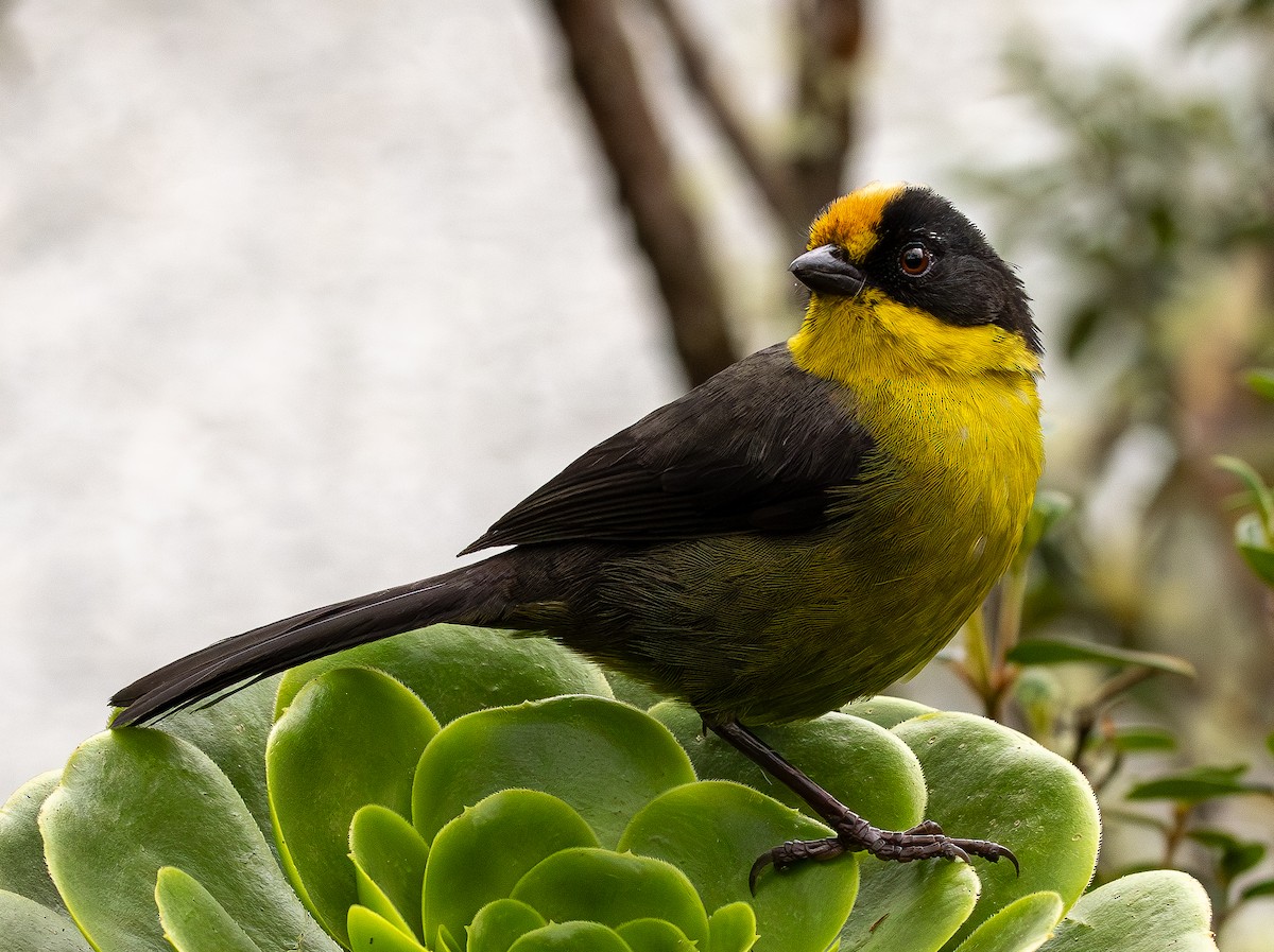 Pale-naped Brushfinch - ML646153326
