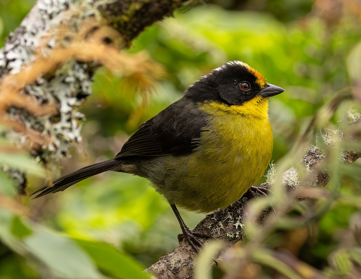 Pale-naped Brushfinch - ML646153327