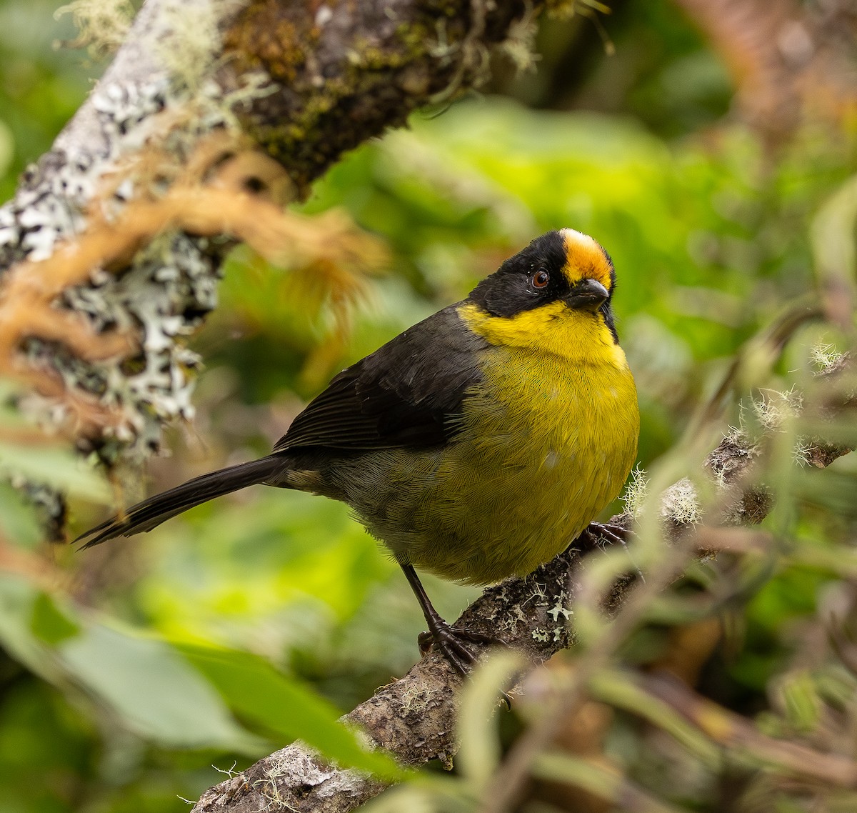Pale-naped Brushfinch - ML646153328