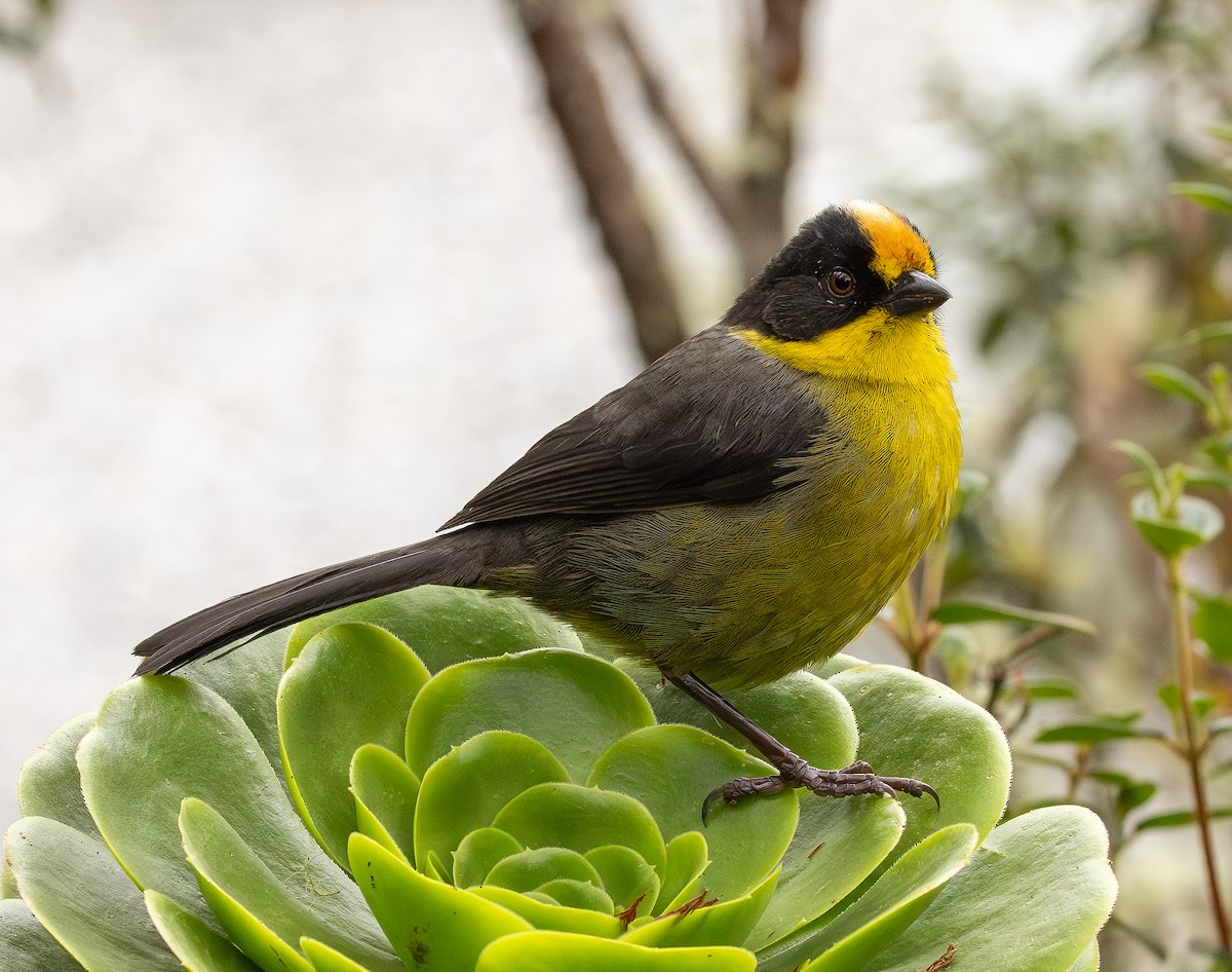 Pale-naped Brushfinch - ML646153329