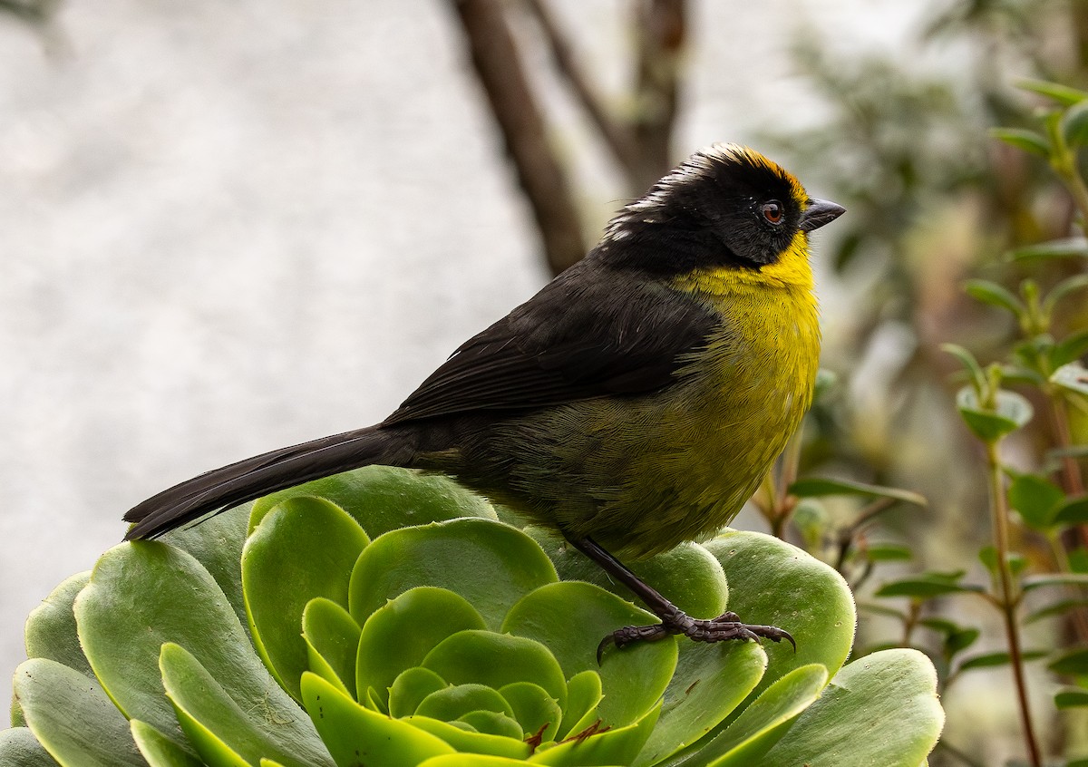 Pale-naped Brushfinch - ML646153330