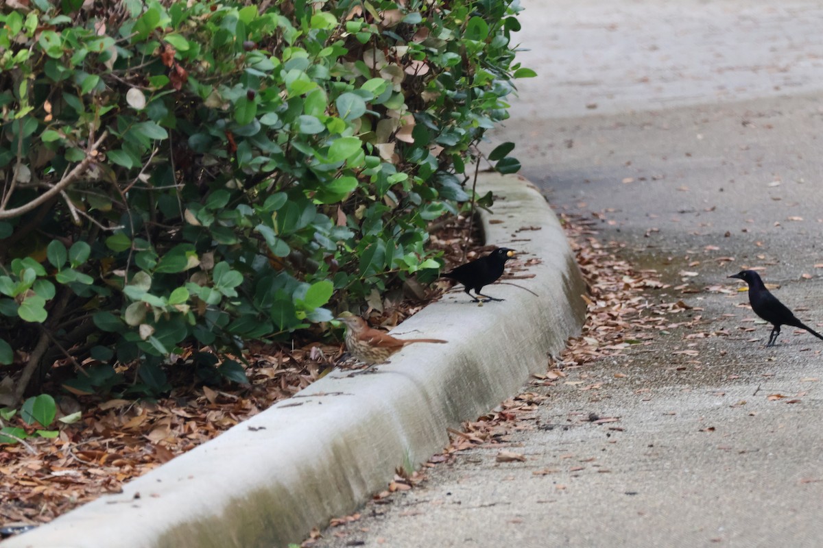 Brown Thrasher - ML646153332