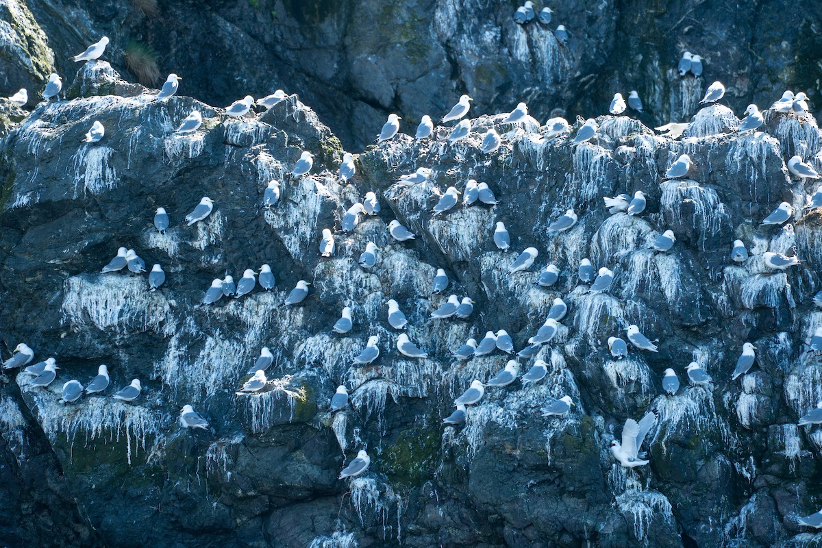 Kara Ayaklı Martı - ML646153335