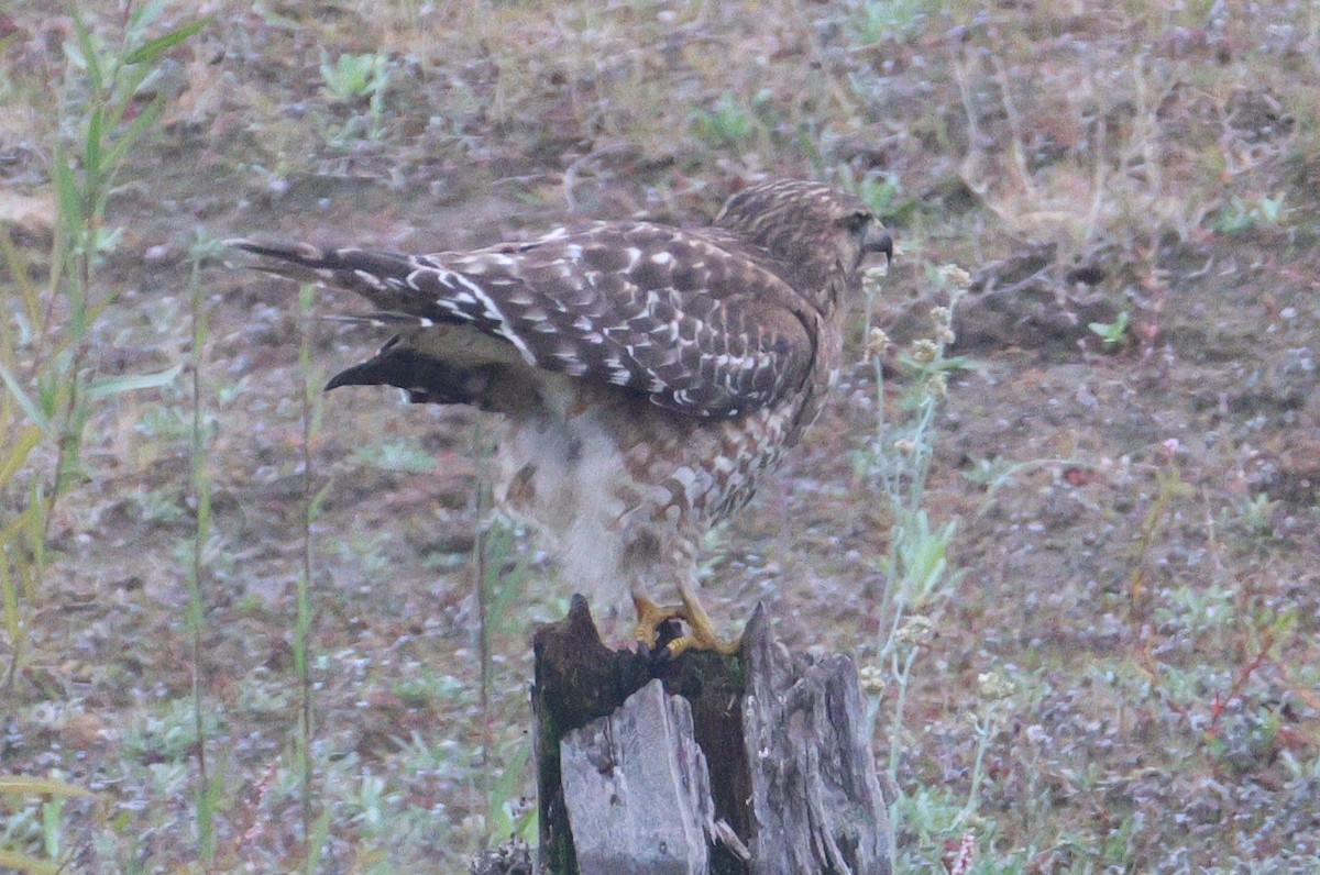 Red-shouldered Hawk - ML646153338