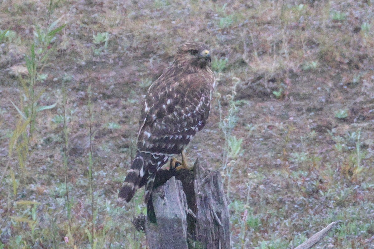 Red-shouldered Hawk - ML646153339
