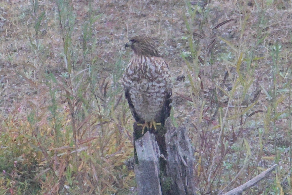 Red-shouldered Hawk - ML646153340