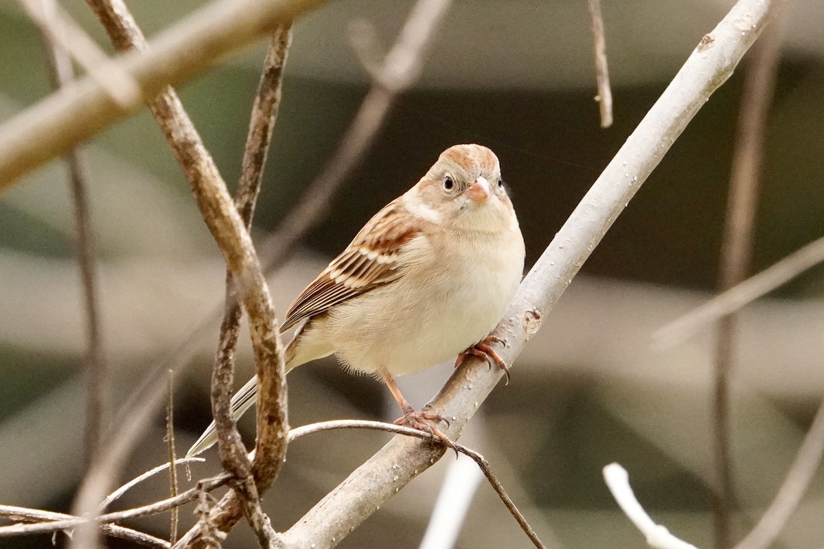 Field Sparrow - ML646153344