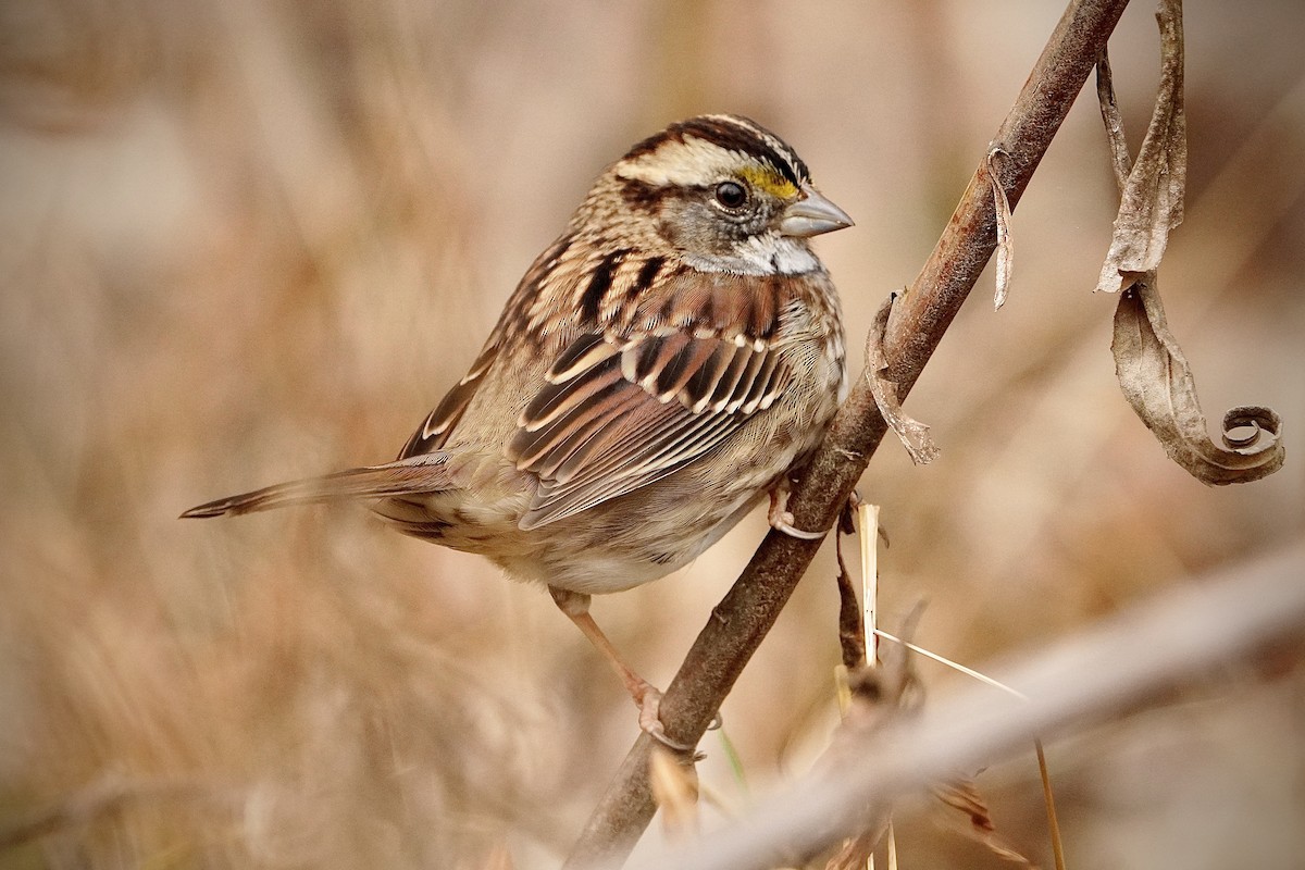 White-throated Sparrow - ML646153351