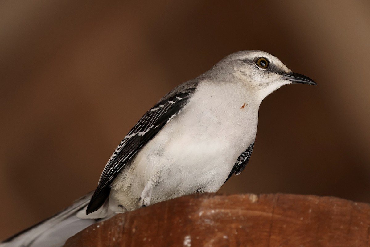 Tropikal Taklitçi - ML646153360